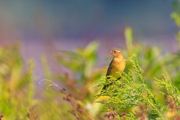 Bobolink