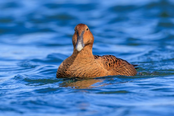Common Eider