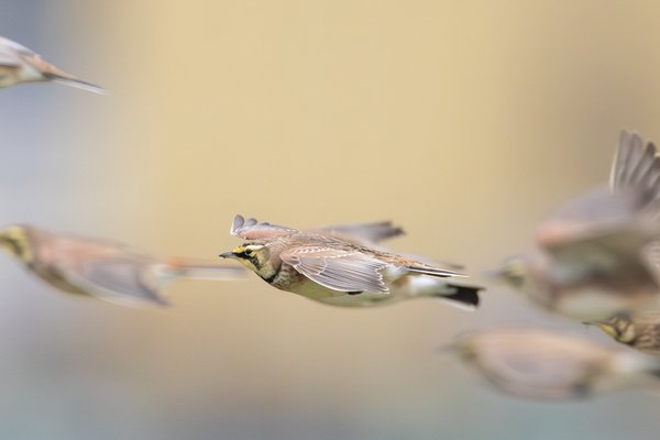 Horned Lark