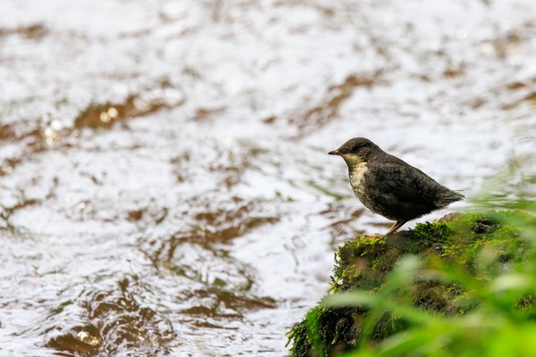 White-throated Dipper