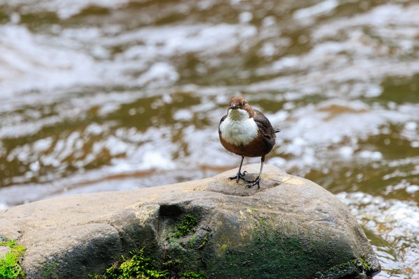 White-throated Dipper