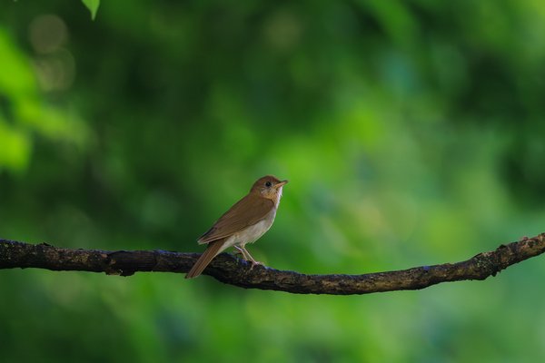 Veery
