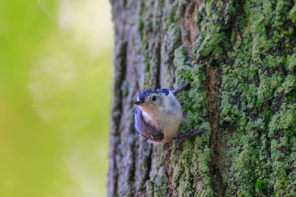 White-breasted Nuthatch