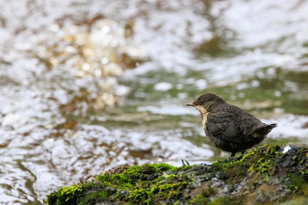 White-throated Dipper