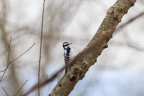Downy Woodpecker