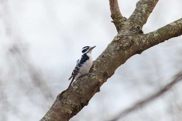 Downy Woodpecker