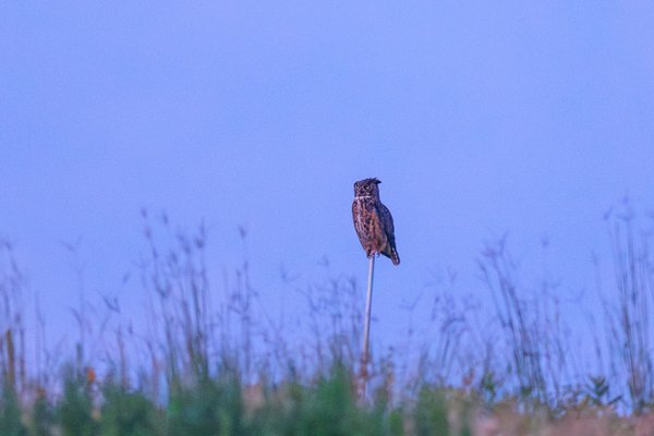 Great Horned Owl