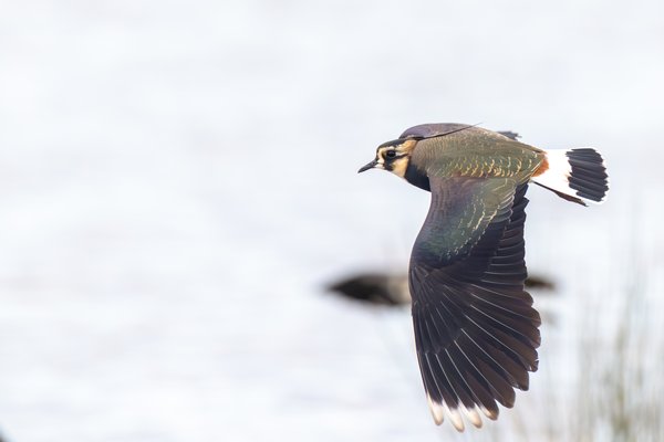Northern Lapwing