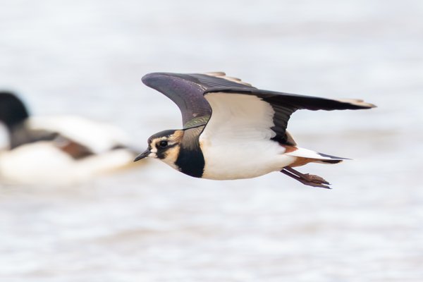 Northern Lapwing