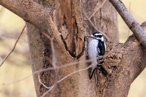 Downy Woodpecker