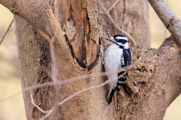 Downy Woodpecker