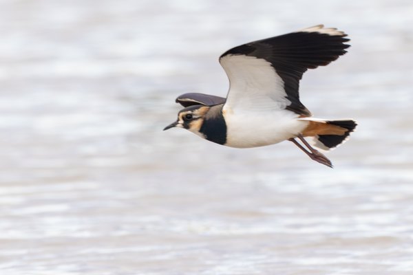 Northern Lapwing