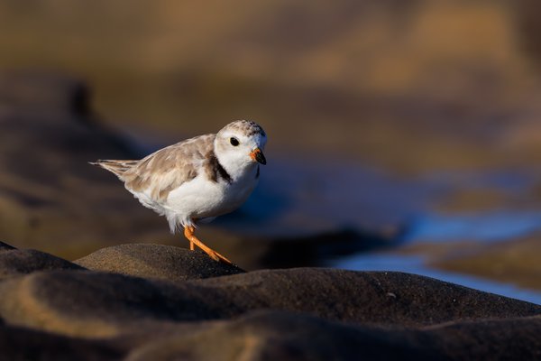 Piping Plover