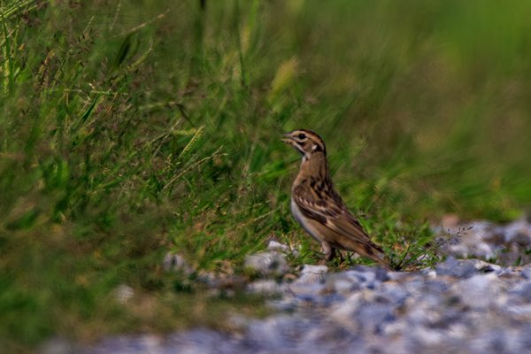 Lark Sparrow