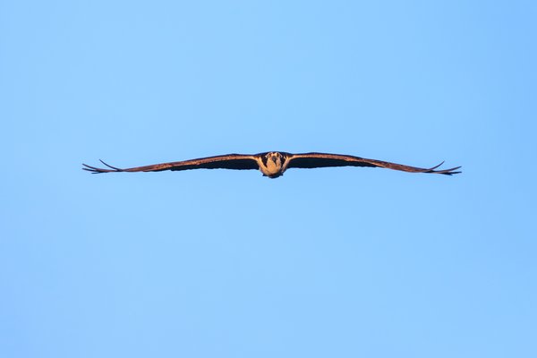 Osprey