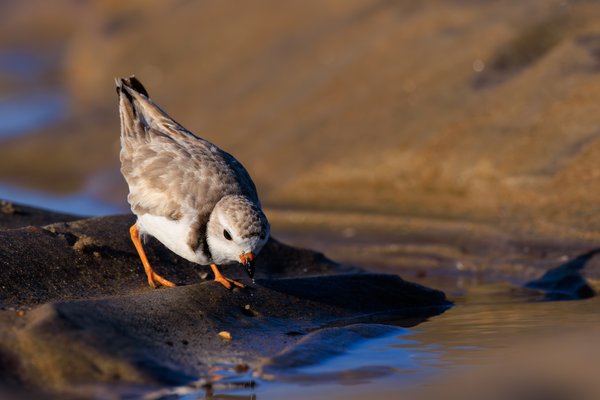 Piping Plover