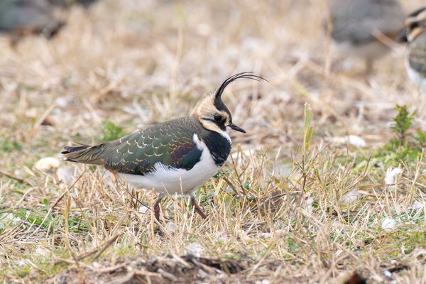 Northern Lapwing