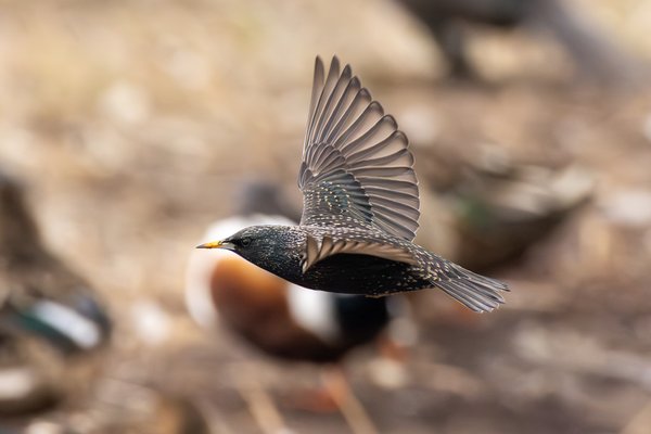 European Starling