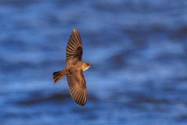 Northern Rough-winged Swallow
