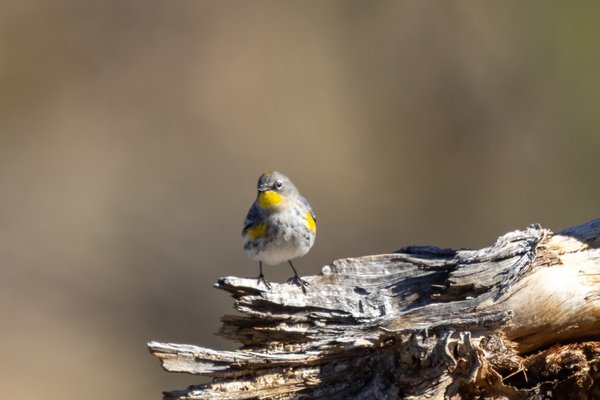 Yellow-rumped Warbler