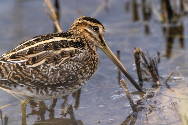 Common Snipe