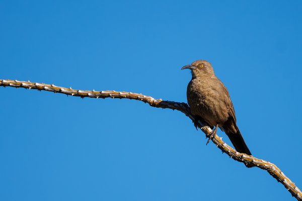 Curve-billed Thrasher