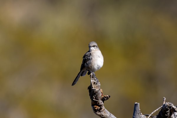 Northern Mockingbird