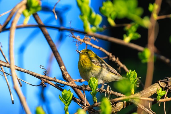 Pine Warbler