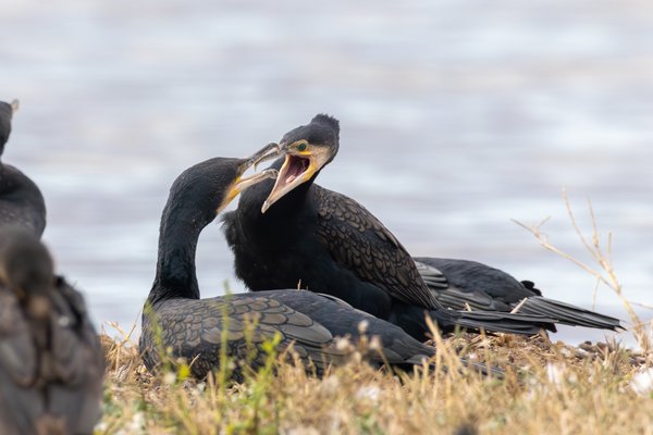 Great Cormorant