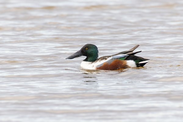 Northern Shoveler