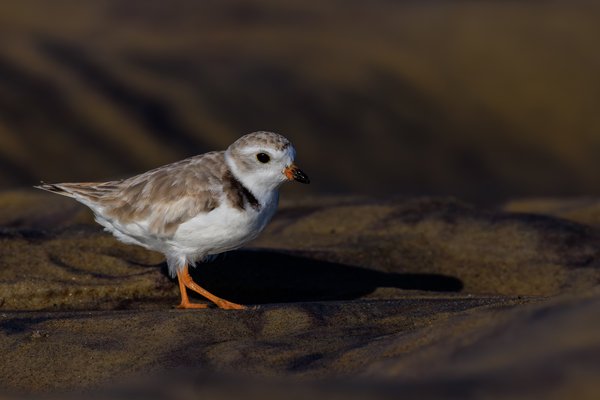 Piping Plover