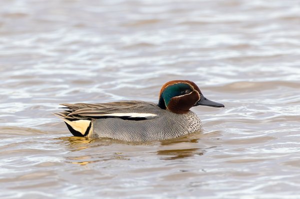 Green-winged Teal