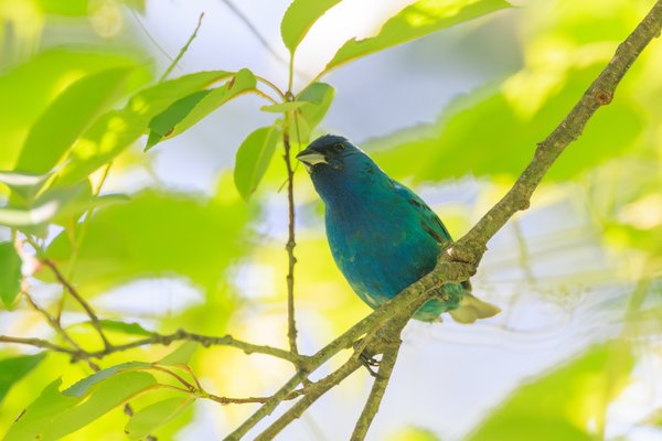 Indigo Bunting