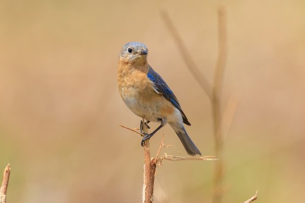 Eastern Bluebird
