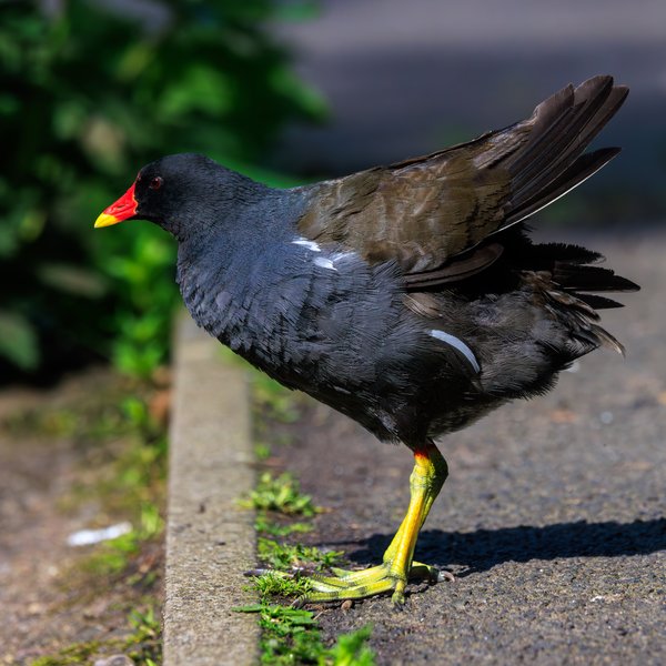 Common Moorhen
