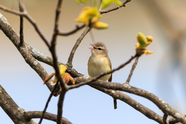 Eastern Warbling Vireo