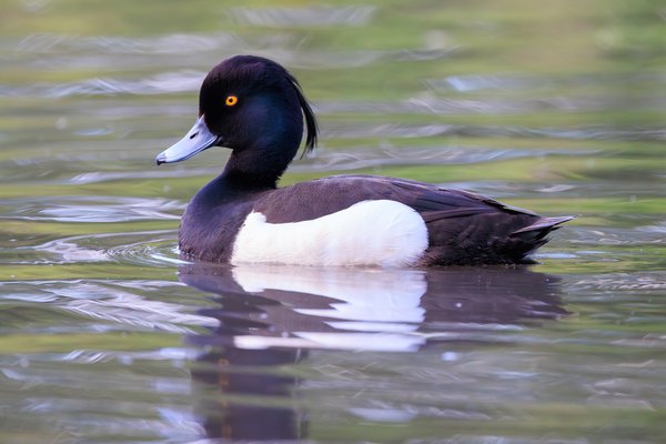 Tufted Duck