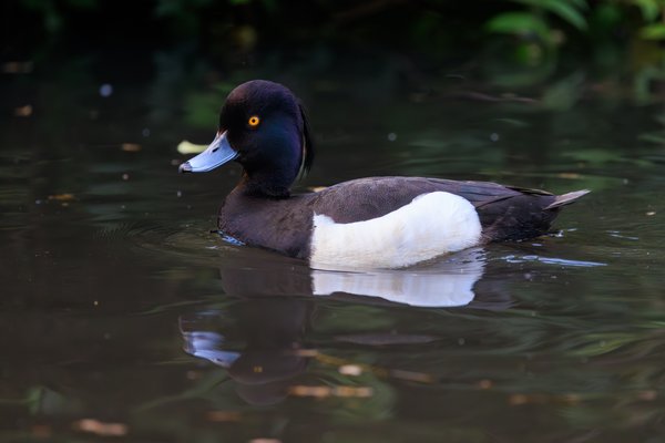 Tufted Duck