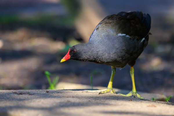 Eurasian Moorhen