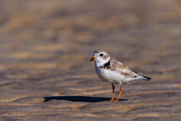 Piping Plover