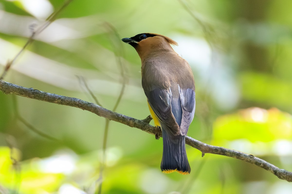Cedar Waxwing