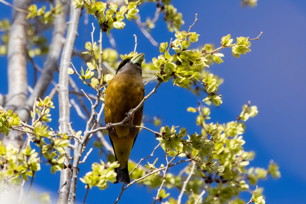 Evening Grosbeak