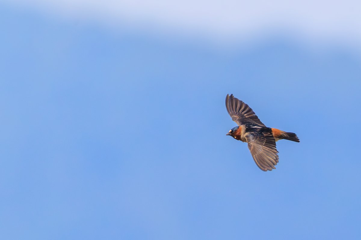 Cliff Swallow