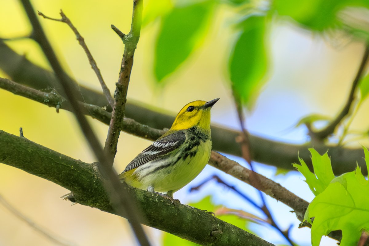 Black-throated Green Warbler