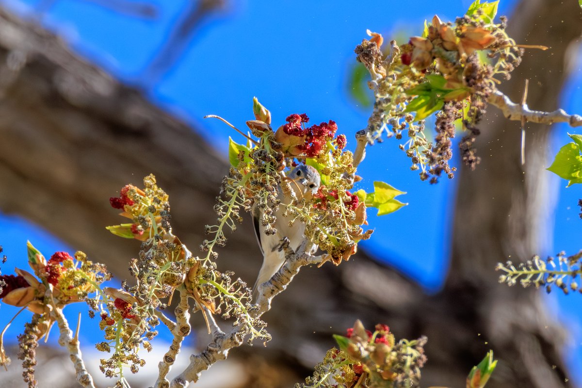 Lucy's Warbler