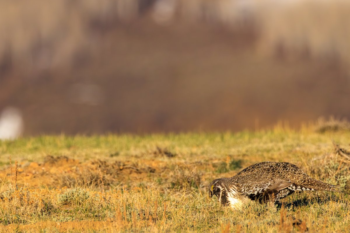 Greater Sage-Grouse