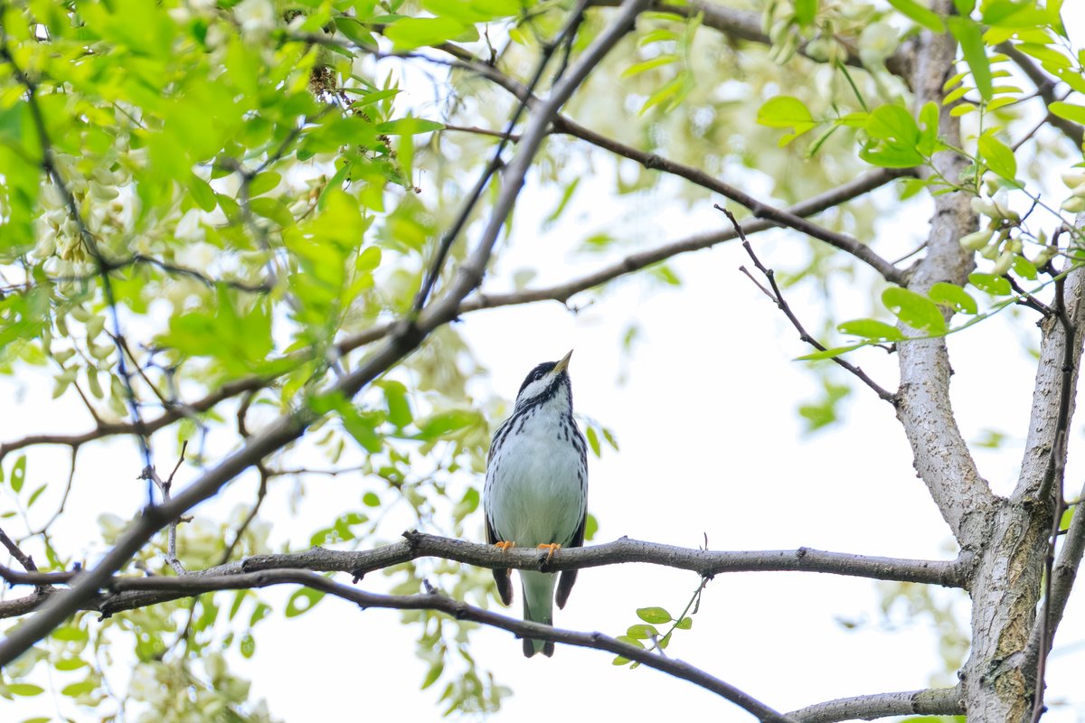 Blackpoll Warbler