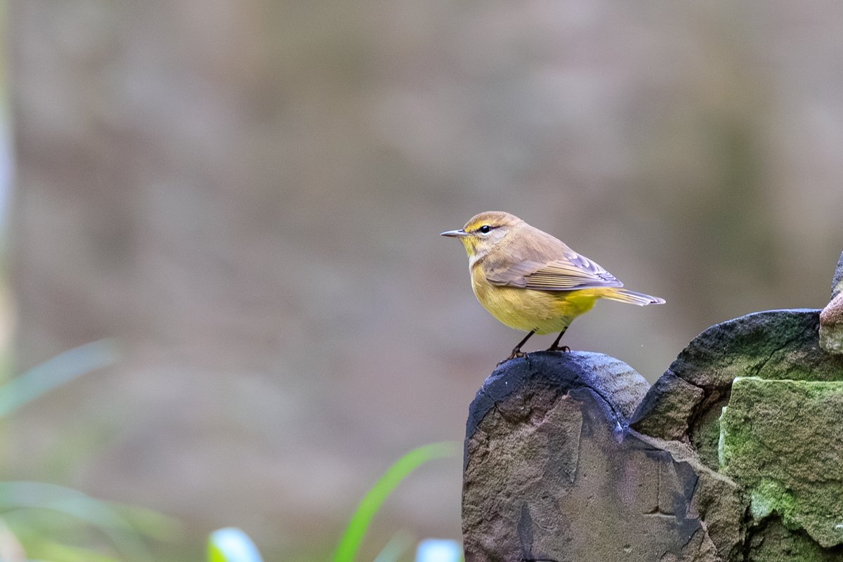 Palm Warbler