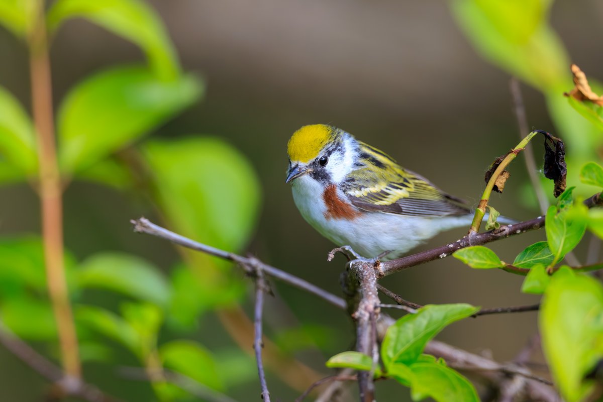 Chestnut-sided Warbler