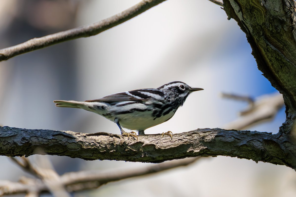 Black-and-white Warbler